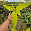 Philodendron Golden Crocodile Live Plant - 6 Inch Pot, Rare Tropical Houseplant - Image 1