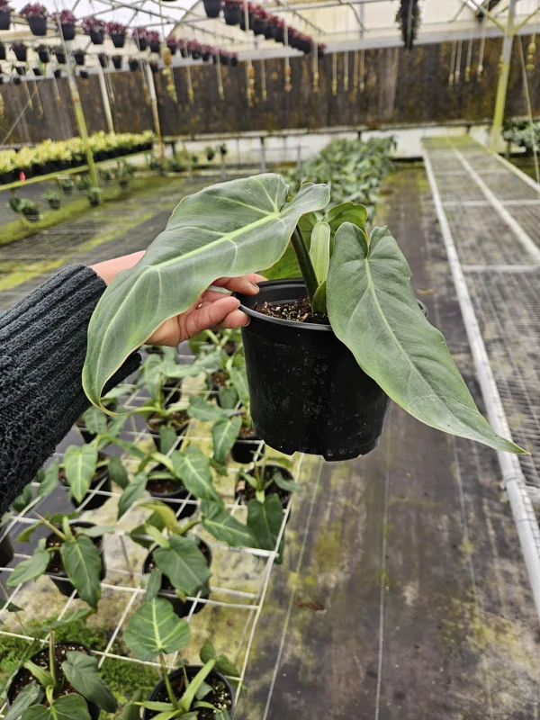 Philodendron Maximum Live Plant - Rare Tropical Houseplant - 4 or 6 Inch Pot - Image 2