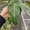 Philodendron Maximum Live Plant - Rare Tropical Houseplant - 4 or 6 Inch Pot - Image 1