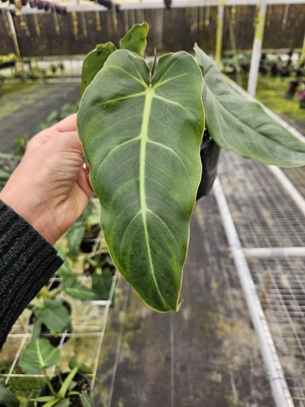 Philodendron Maximum Live Plant - Rare Tropical Houseplant - 4 or 6 Inch Pot - Image 1