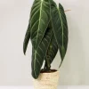Philodendron Melanochrysum Live Plant – Velvety Dark Green Foliage – Tropical Indoor Houseplant Starter – 5-9 Inch Tall Philodendron Melanochrysum Live Plant – Velvety Dark Green Foliage – Tropical Indoor Houseplant Starter – 5-9 Inch Tall - Image 1
