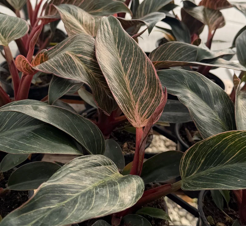 Philodendron Pink Bikini Live Plant - Variegated Pink Houseplant in 4 Inch Pot Philodendron Pink Bikini Live Plant - Variegated Pink Houseplant in 4 Inch Pot - Image 2