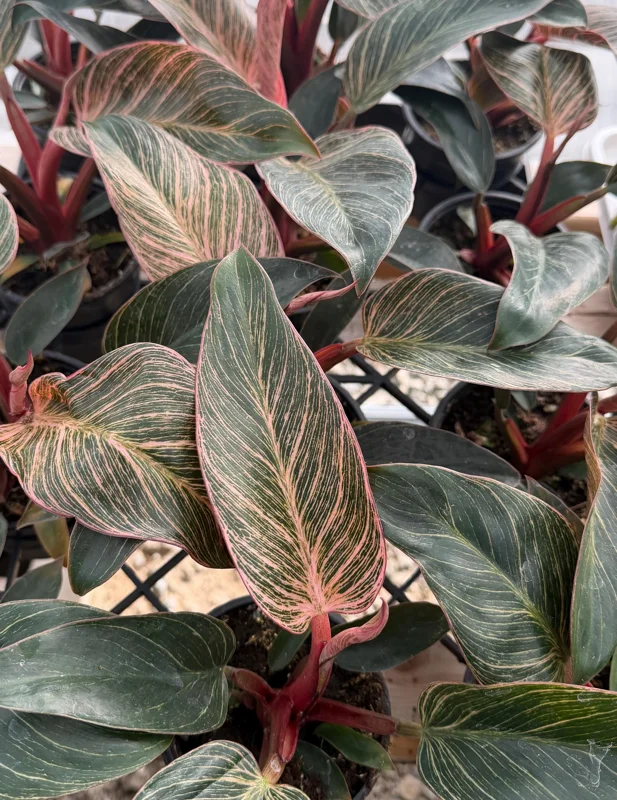 Philodendron Pink Bikini Live Plant - Variegated Pink Houseplant in 4 Inch Pot Philodendron Pink Bikini Live Plant - Variegated Pink Houseplant in 4 Inch Pot - Image 3