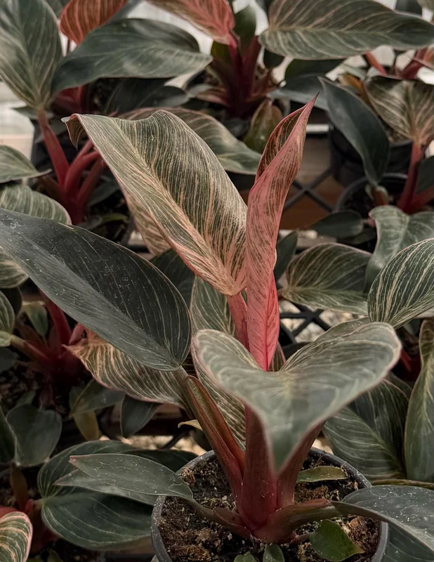 Philodendron Pink Bikini Live Plant - Variegated Pink Houseplant in 4 Inch Pot Philodendron Pink Bikini Live Plant - Variegated Pink Houseplant in 4 Inch Pot - Image 4