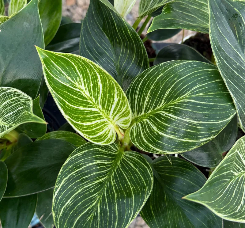 Philodendron Pink Bikini Live Plant - Variegated Pink Houseplant in 4 Inch Pot Philodendron Pink Bikini Live Plant - Variegated Pink Houseplant in 4 Inch Pot - Image 5
