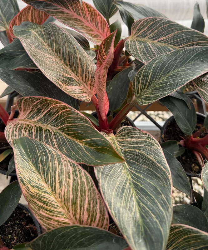 Philodendron Pink Bikini Live Plant - Variegated Pink Houseplant in 4 Inch Pot Philodendron Pink Bikini Live Plant - Variegated Pink Houseplant in 4 Inch Pot - Image 1