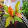 Philodendron Prince of Orange Live Plant, 4 Inch Pot, Rare Tropical Houseplant - Image 1
