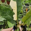 Philodendron Ring of Fire Live Plant - Variegated Tropical Houseplant in 4 Inch Pot - Image 1