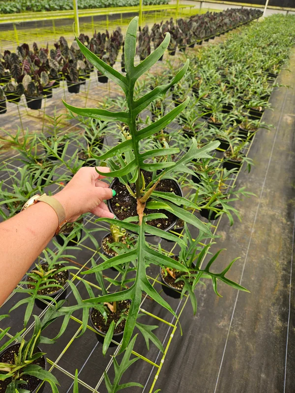 Philodendron Tortum Live Plant – Rare Tropical Houseplant – 4 or 6 Inch Pot – Indoor Collector Plant - Image 2