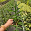 Philodendron Tortum Live Plant – Rare Tropical Houseplant – 4 or 6 Inch Pot – Indoor Collector Plant - Image 1