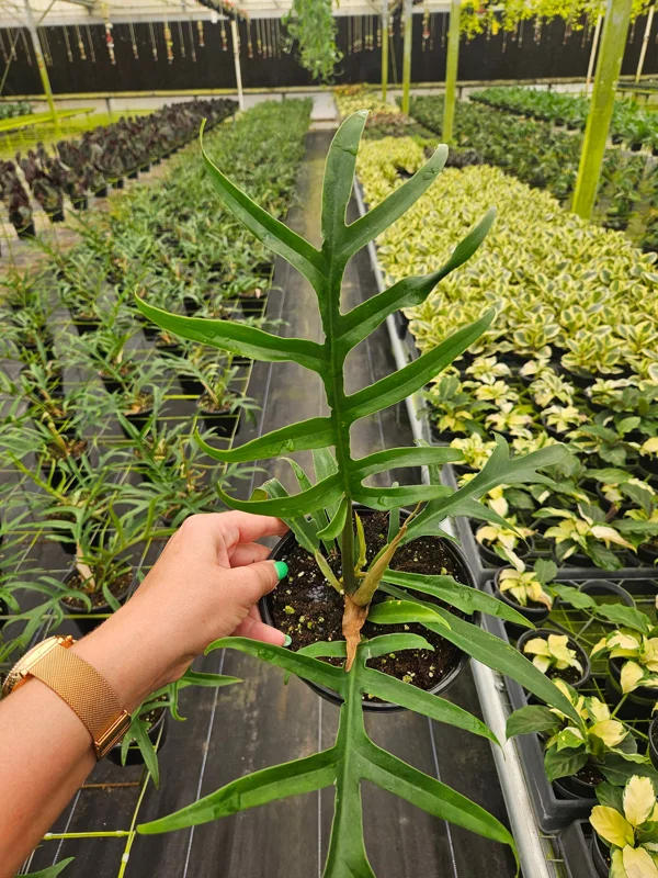 Philodendron Tortum Live Plant – Rare Tropical Houseplant – 4 or 6 Inch Pot – Indoor Collector Plant - Image 1