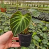 Philodendron Verrucosum Live Plant – Rare Tropical Houseplant – 4 Inch Pot - Image 1