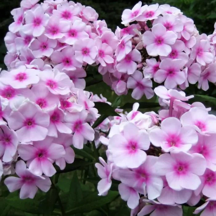 Phlox Sweet Summer Festival Compact Rose Dark Live Plant – 3-6 Inch Tall Plug – Pink Summer Flowers – Outdoor Garden Perennial Phlox Sweet Summer Festival Compact Rose Dark Live Plant – 3-6 Inch Tall Plug – Pink Summer Flowers – Outdoor Garden Perennial - Image 2