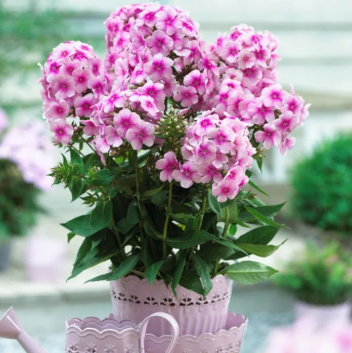 Phlox Sweet Summer Festival Compact Rose Dark Live Plant – 3-6 Inch Tall Plug – Pink Summer Flowers – Outdoor Garden Perennial Phlox Sweet Summer Festival Compact Rose Dark Live Plant – 3-6 Inch Tall Plug – Pink Summer Flowers – Outdoor Garden Perennial - Image 3