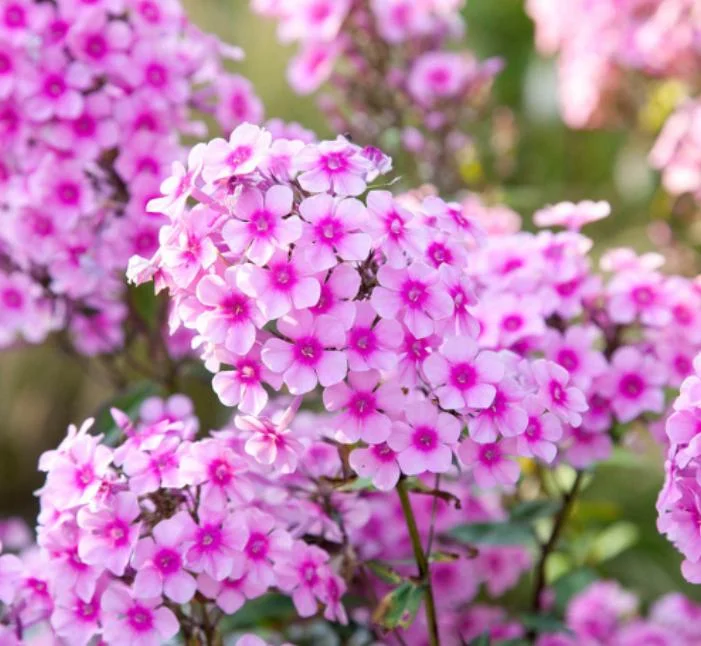 Phlox Sweet Summer Festival Compact Rose Dark Live Plant – 3-6 Inch Tall Plug – Pink Summer Flowers – Outdoor Garden Perennial Phlox Sweet Summer Festival Compact Rose Dark Live Plant – 3-6 Inch Tall Plug – Pink Summer Flowers – Outdoor Garden Perennial - Image 4