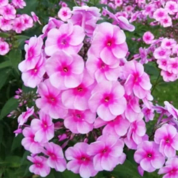 Phlox Sweet Summer Festival Compact Rose Dark Live Plant – 3-6 Inch Tall Plug – Pink Summer Flowers – Outdoor Garden Perennial Phlox Sweet Summer Festival Compact Rose Dark Live Plant – 3-6 Inch Tall Plug – Pink Summer Flowers – Outdoor Garden Perennial - Image 5