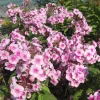 Phlox Sweet Summer Festival Compact Rose Dark Live Plant – 3-6 Inch Tall Plug – Pink Summer Flowers – Outdoor Garden Perennial - Image 1