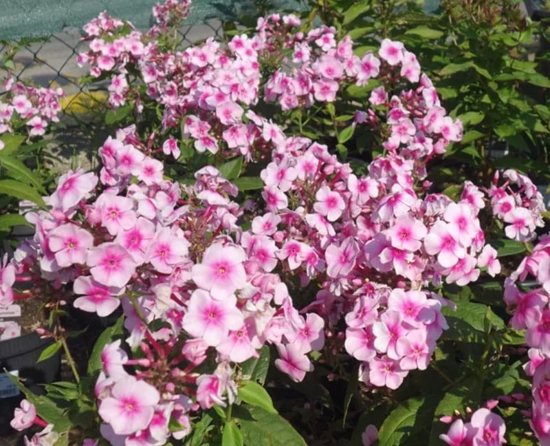 Phlox Sweet Summer Festival Compact Rose Dark Live Plant – 3-6 Inch Tall Plug – Pink Summer Flowers – Outdoor Garden Perennial Phlox Sweet Summer Festival Compact Rose Dark Live Plant – 3-6 Inch Tall Plug – Pink Summer Flowers – Outdoor Garden Perennial - Image 1