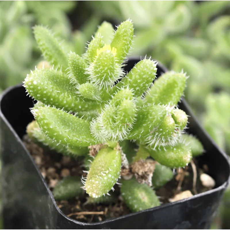 Pickle Plant Variegata Succulent Live Plant - Delosperma Echinatum 2 Inch Potted Indoor Outdoor Decor - Image 2