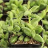 Pickle Plant Variegata Succulent Live Plant - Delosperma Echinatum 2 Inch Potted Indoor Outdoor Decor - Image 1