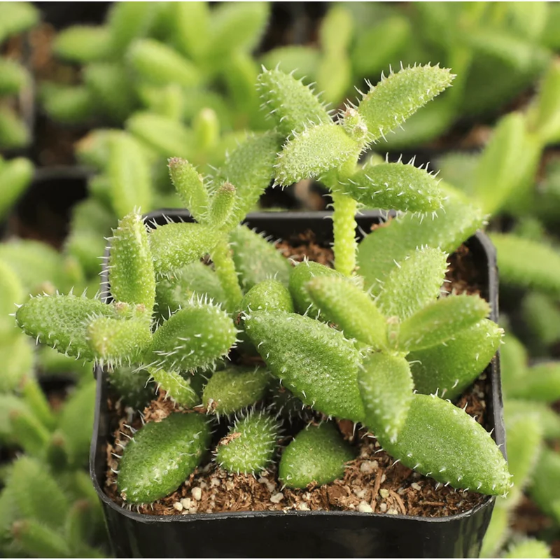 Pickle Plant Variegata Succulent Live Plant - Delosperma Echinatum 2 Inch Potted Indoor Outdoor Decor - Image 1
