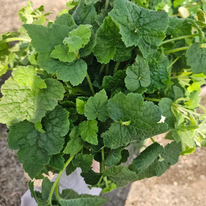 Piggyback Plant Live Plant - 6in Potted Tolmiea Menziesii Indoor Piggyback Plant Live Plant - 6in Potted Tolmiea Menziesii Indoor - Image 2