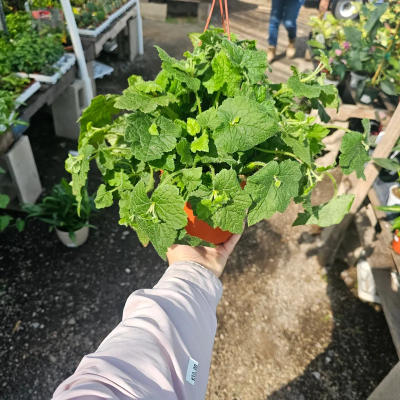Piggyback Plant Live Plant - 6in Potted Tolmiea Menziesii Indoor Piggyback Plant Live Plant - 6in Potted Tolmiea Menziesii Indoor - Image 3