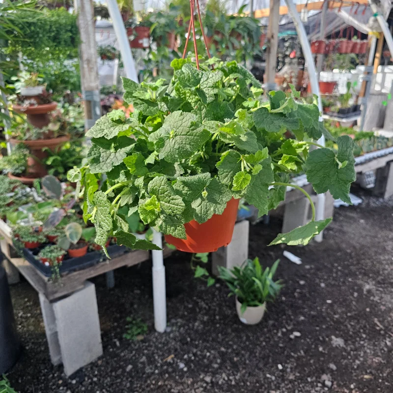 Piggyback Plant Live Plant - 6in Potted Tolmiea Menziesii Indoor Piggyback Plant Live Plant - 6in Potted Tolmiea Menziesii Indoor - Image 4