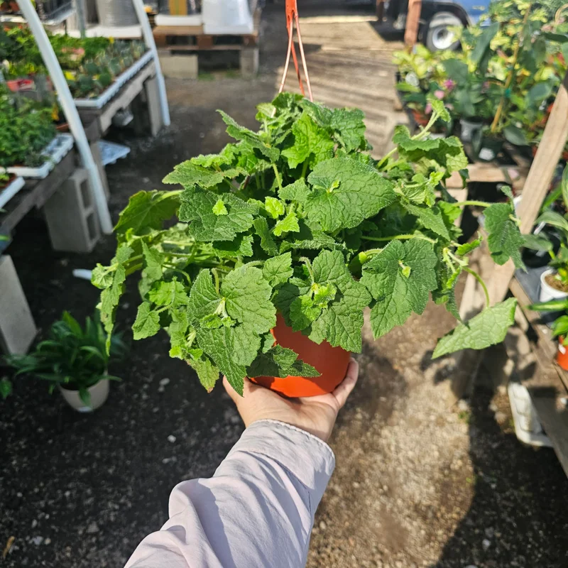 Piggyback Plant Live Plant - 6in Potted Tolmiea Menziesii Indoor Piggyback Plant Live Plant - 6in Potted Tolmiea Menziesii Indoor - Image 1