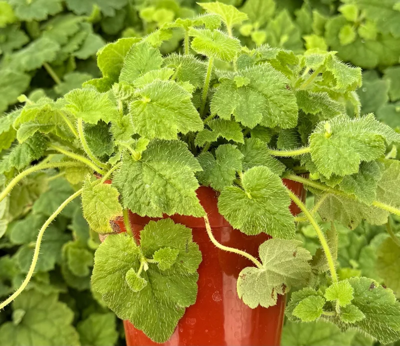 Piggyback Plant Live - Tolmiea Menziesii in 4 Inch Pot - Indoor/Outdoor Piggyback Plant Live - Tolmiea Menziesii in 4 Inch Pot - Indoor/Outdoor - Image 2