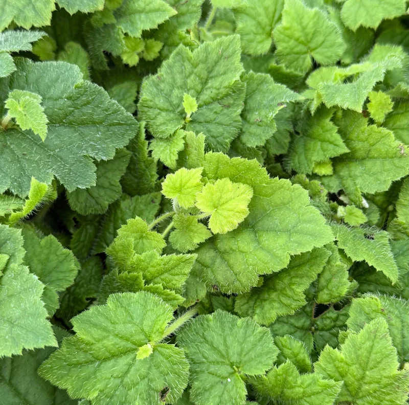 Piggyback Plant Live - Tolmiea Menziesii in 4 Inch Pot - Indoor/Outdoor Piggyback Plant Live - Tolmiea Menziesii in 4 Inch Pot - Indoor/Outdoor - Image 3