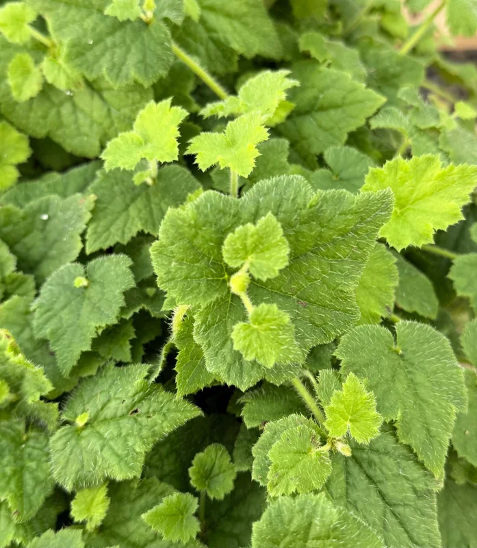Piggyback Plant Live - Tolmiea Menziesii in 4 Inch Pot - Indoor/Outdoor Piggyback Plant Live - Tolmiea Menziesii in 4 Inch Pot - Indoor/Outdoor - Image 4
