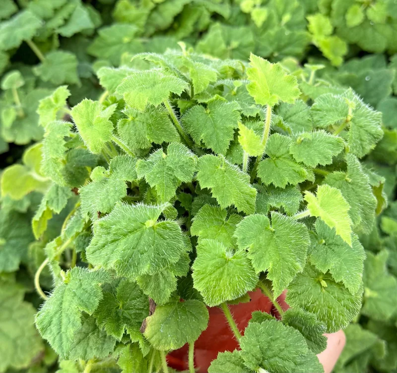 Piggyback Plant Live - Tolmiea Menziesii in 4 Inch Pot - Indoor/Outdoor Piggyback Plant Live - Tolmiea Menziesii in 4 Inch Pot - Indoor/Outdoor - Image 1