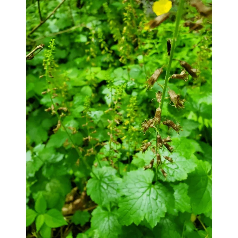 Piggyback Plant Tolmiea Menziesii Live Plant - 4 Inch Pot Mother of Thousands - Image 2