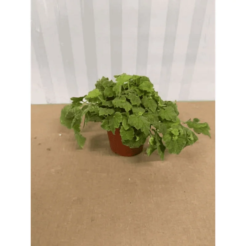 Piggyback Plant Tolmiea Menziesii Live Plant - 4 Inch Pot Mother of Thousands - Image 1