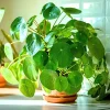 Pilea Chinese Money Live Plant - Easy Care Indoor Houseplant in Pot - Image 1