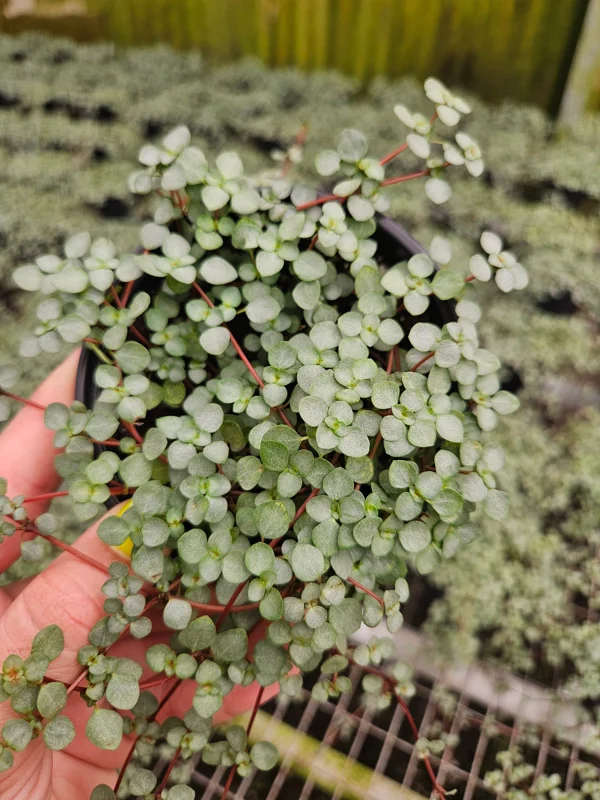 Pilea Depressa Glauca Live Plant - Silver Tiny Baby Tears Trailing Houseplant in 4 inch Pot - Image 2