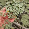 Pilea Depressa Glauca Live Plant - Silver Tiny Baby Tears Trailing Houseplant in 4 inch Pot - Image 1