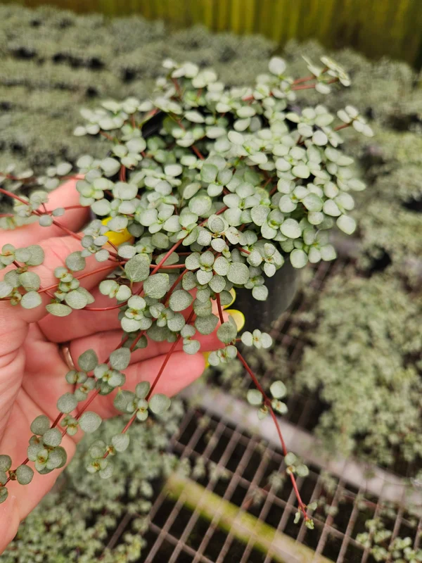 Pilea Depressa Glauca Live Plant - Silver Tiny Baby Tears Trailing Houseplant in 4 inch Pot - Image 1