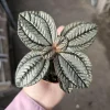 Pilea involucrata Moon Valley Live Plant – Friendship Plant – 2 inch pot – Indoor Houseplant - Image 1