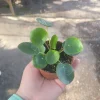 Pilea Peperomioides Live Plant – Chinese Money Plant – UFO Plant – 2in or 4in Pot – Easy Care Indoor Houseplant Pilea Peperomioides Live Plant – Chinese Money Plant – UFO Plant – 2in or 4in Pot – Easy Care Indoor Houseplant - Image 1
