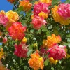 Pinata Climbing Rose Live Plant – 5-9 Inch Bicolor Starter for Trellis & Fence - Image 1