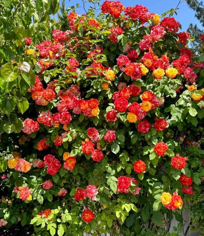 Pinata Rose Live Plant - Orange Yellow Floribunda Bush for Garden, 4-7 Inch Tall Pinata Rose Live Plant - Orange Yellow Floribunda Bush for Garden, 4-7 Inch Tall - Image 2