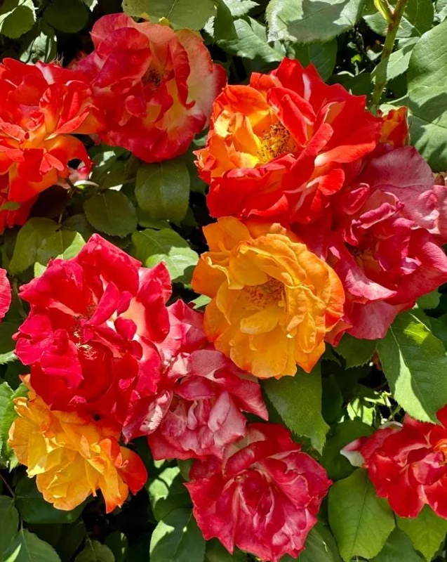 Pinata Rose Live Plant - Orange Yellow Floribunda Bush for Garden, 4-7 Inch Tall Pinata Rose Live Plant - Orange Yellow Floribunda Bush for Garden, 4-7 Inch Tall - Image 3