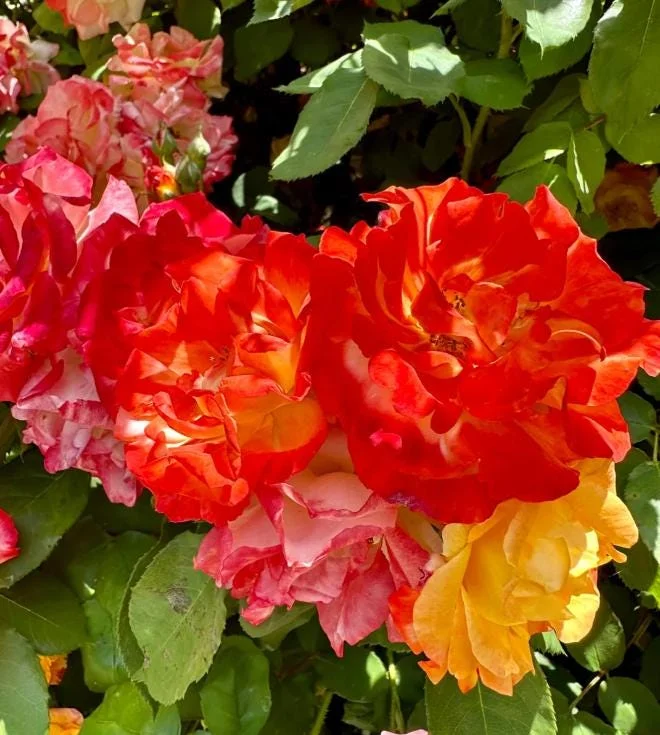 Pinata Rose Live Plant - Orange Yellow Floribunda Bush for Garden, 4-7 Inch Tall Pinata Rose Live Plant - Orange Yellow Floribunda Bush for Garden, 4-7 Inch Tall - Image 4