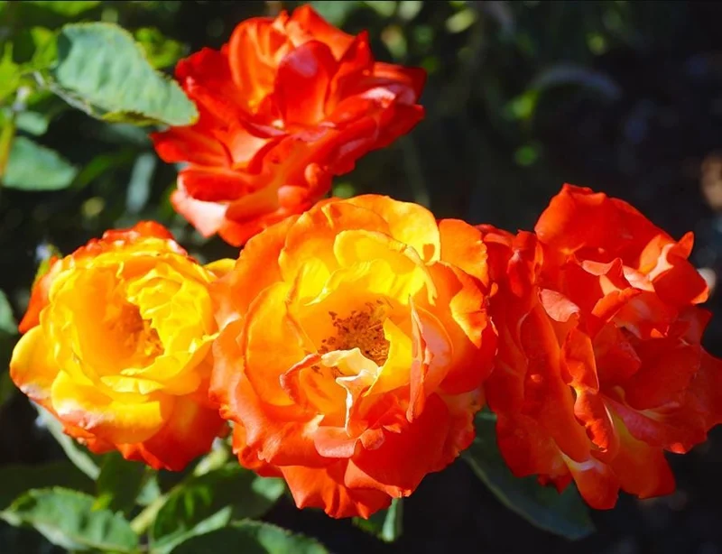 Pinata Rose Live Plant - Orange Yellow Floribunda Bush for Garden, 4-7 Inch Tall Pinata Rose Live Plant - Orange Yellow Floribunda Bush for Garden, 4-7 Inch Tall - Image 5