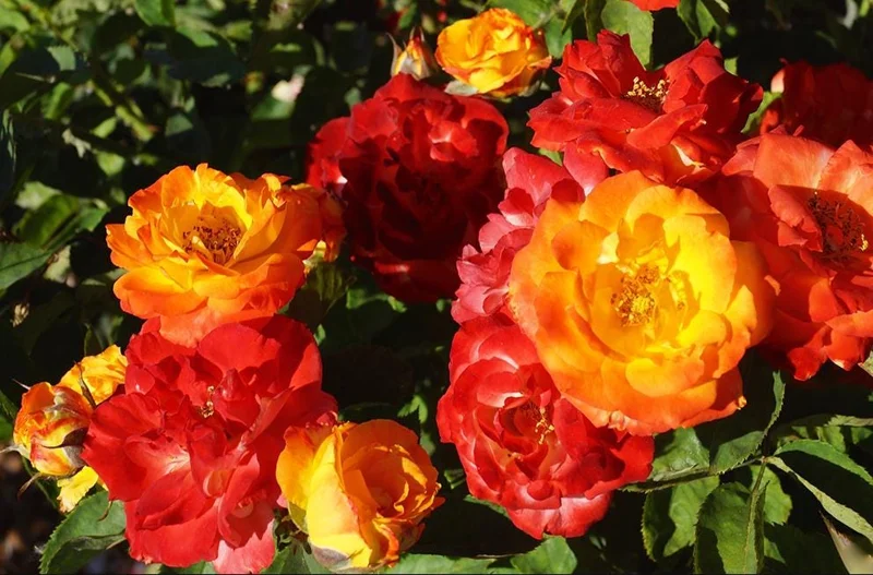 Pinata Rose Live Plant - Orange Yellow Floribunda Bush for Garden, 4-7 Inch Tall Pinata Rose Live Plant - Orange Yellow Floribunda Bush for Garden, 4-7 Inch Tall - Image 6