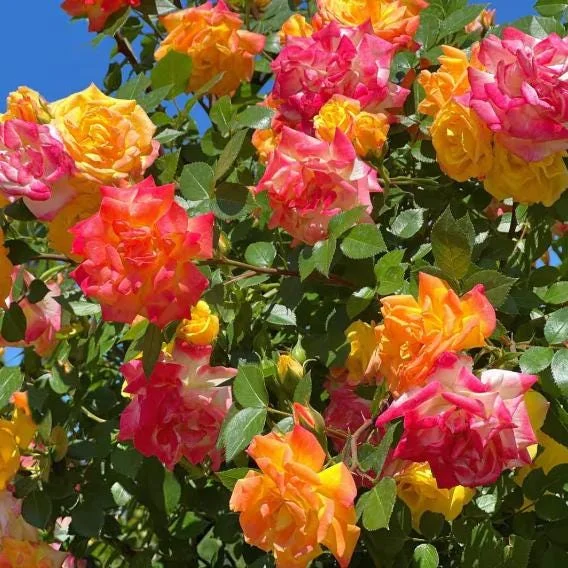 Pinata Rose Live Plant - Orange Yellow Floribunda Bush for Garden, 4-7 Inch Tall Pinata Rose Live Plant - Orange Yellow Floribunda Bush for Garden, 4-7 Inch Tall - Image 1