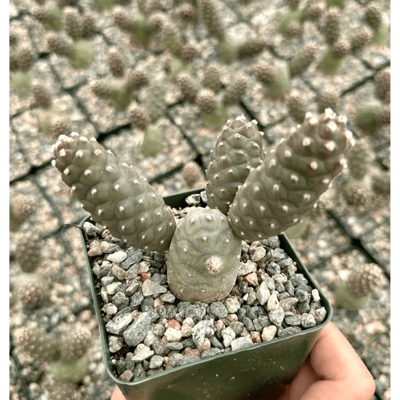 Pine Cone Cactus Live Plant – Tephrocactus Articulatus – 3" Pot – Indoor/Outdoor Pine Cone Cactus Live Plant – Tephrocactus Articulatus – 3" Pot – Indoor/Outdoor - Image 1