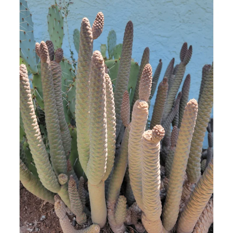 Pine Cone Cactus Live Plant – Tephrocactus Articulatus – 3" Pot – Indoor/Outdoor Pine Cone Cactus Live Plant – Tephrocactus Articulatus – 3" Pot – Indoor/Outdoor - Image 3